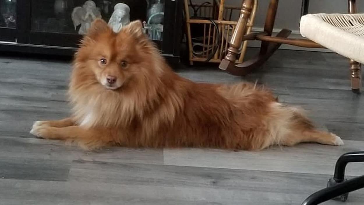 Des habitants craignent pour leur sécurité après une attaque de 3 pitbulls