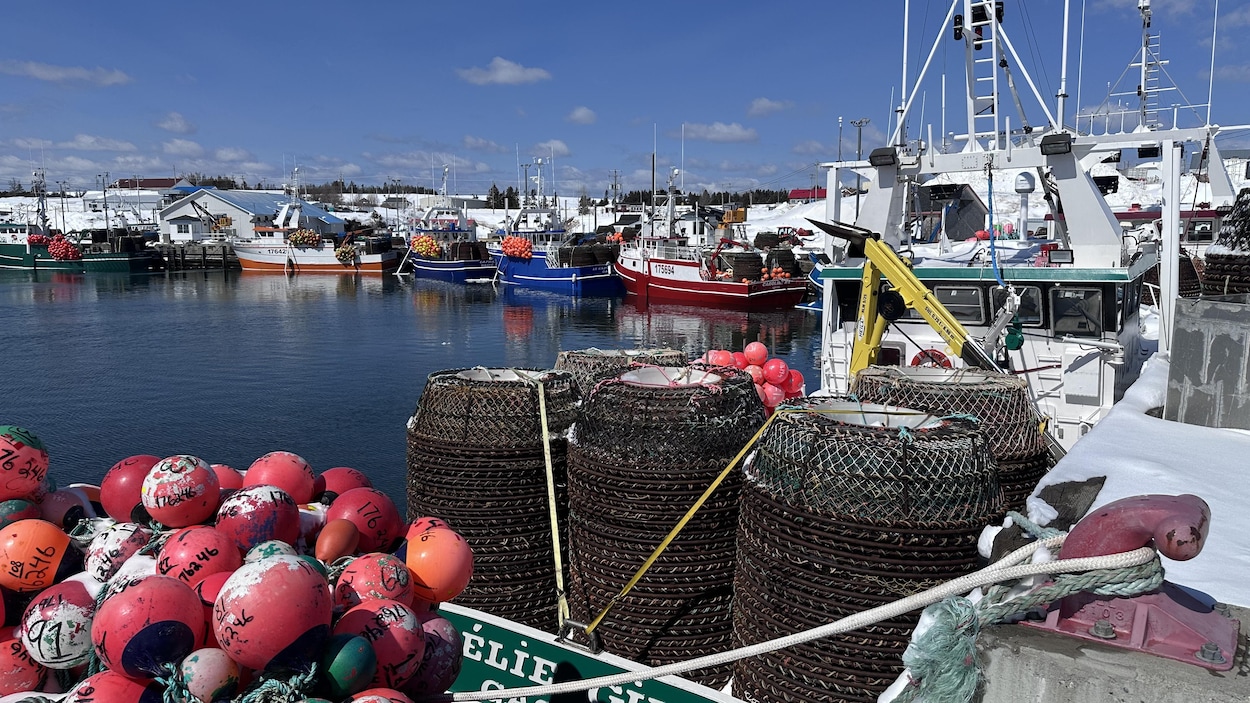 La glace retarde la saison du crabe des neiges dans le golfe du Saint-Laurent