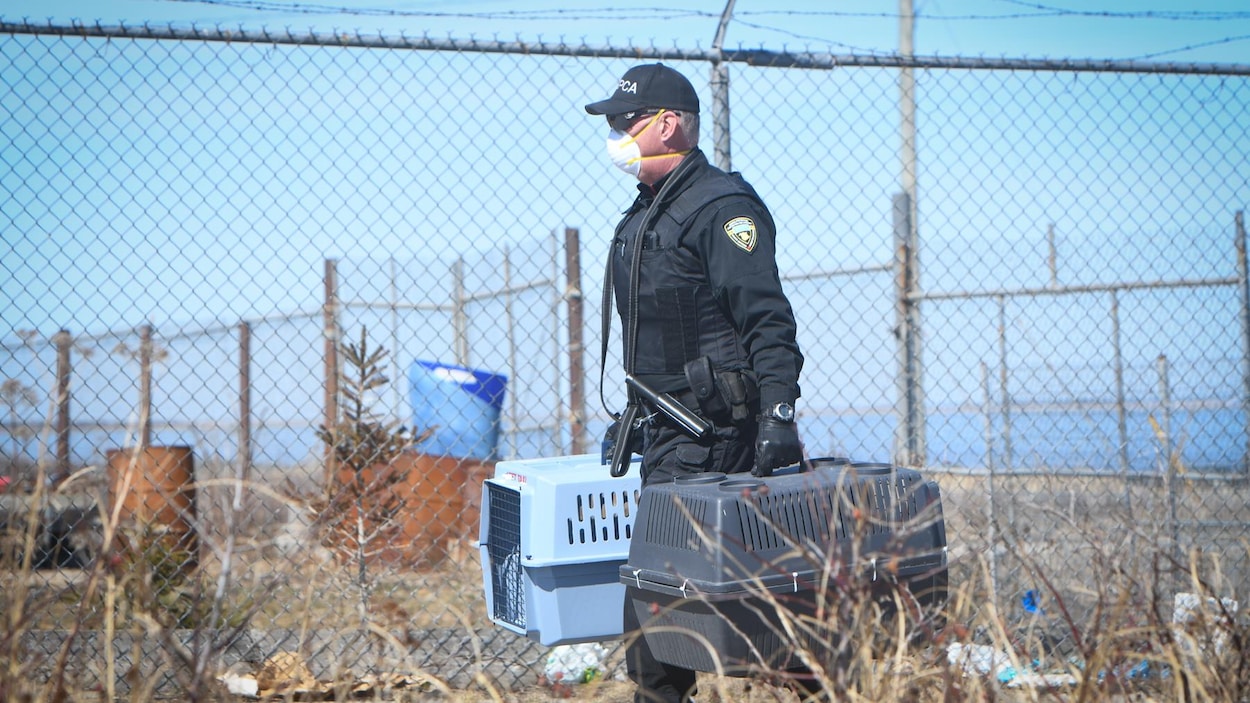 Une centaine d’animaux saisis cette année, la SPCA appelle à la prudence
