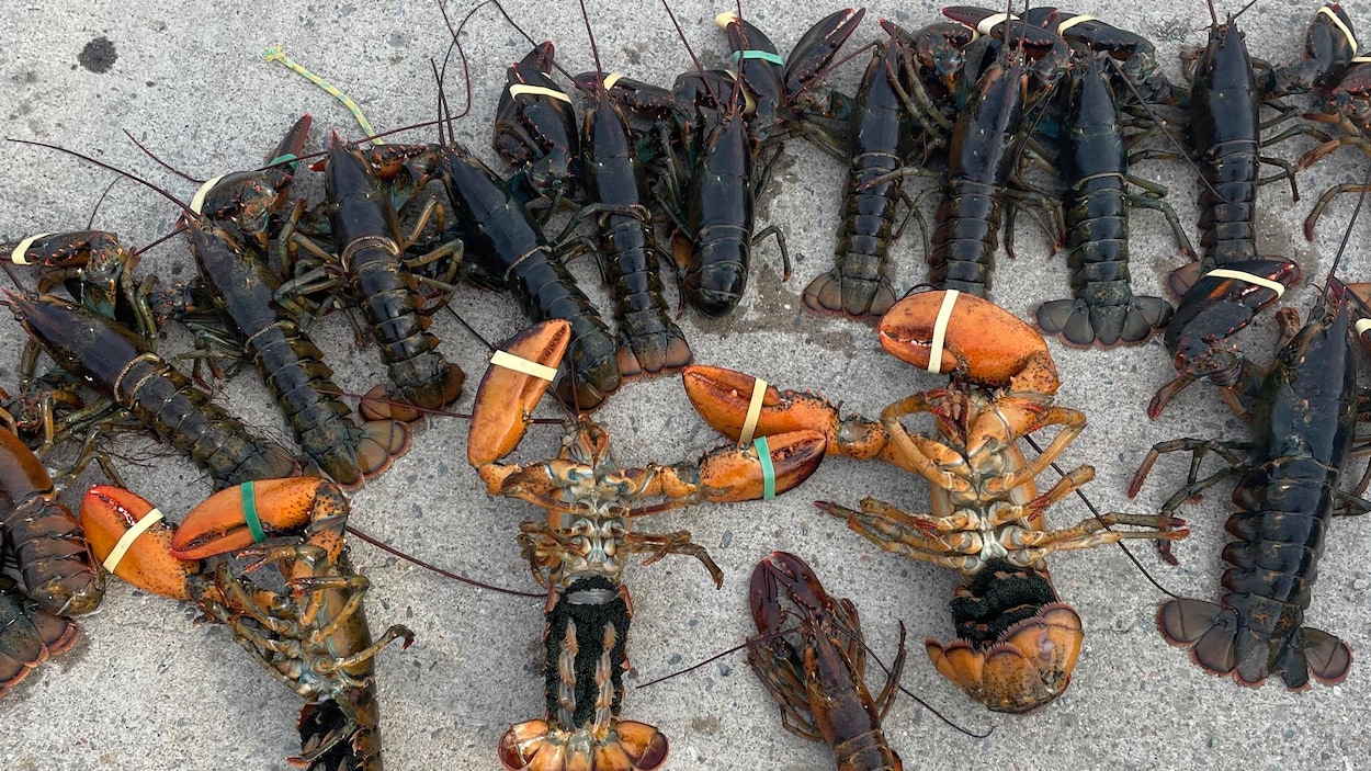 Des sanctions plus sévères pour lutter contre la pêche illégale