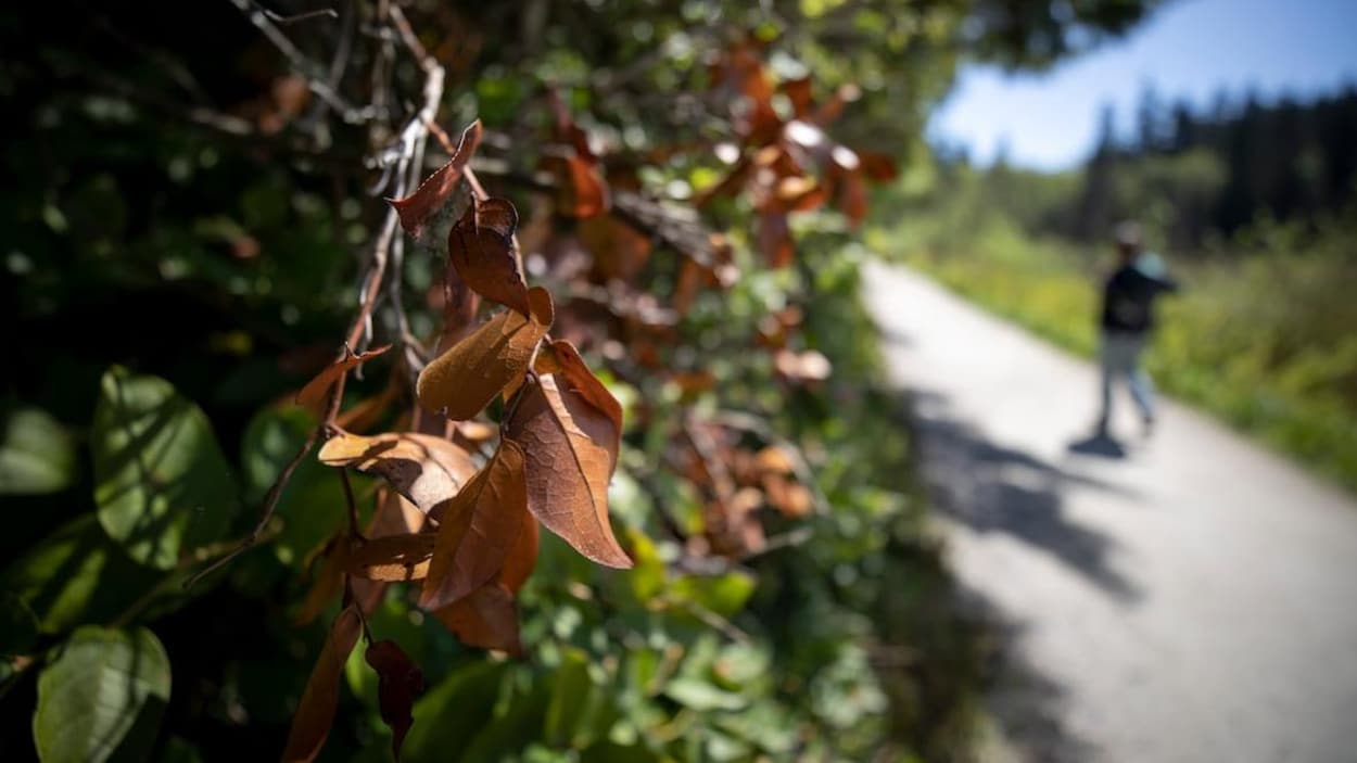 Des feuilles brunes en gros plan, avec de la verdure et un passant qui marche en arrière-plan.