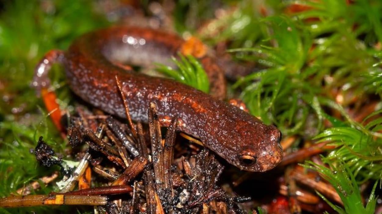 Une population de salamandre rare découverte à Riverview