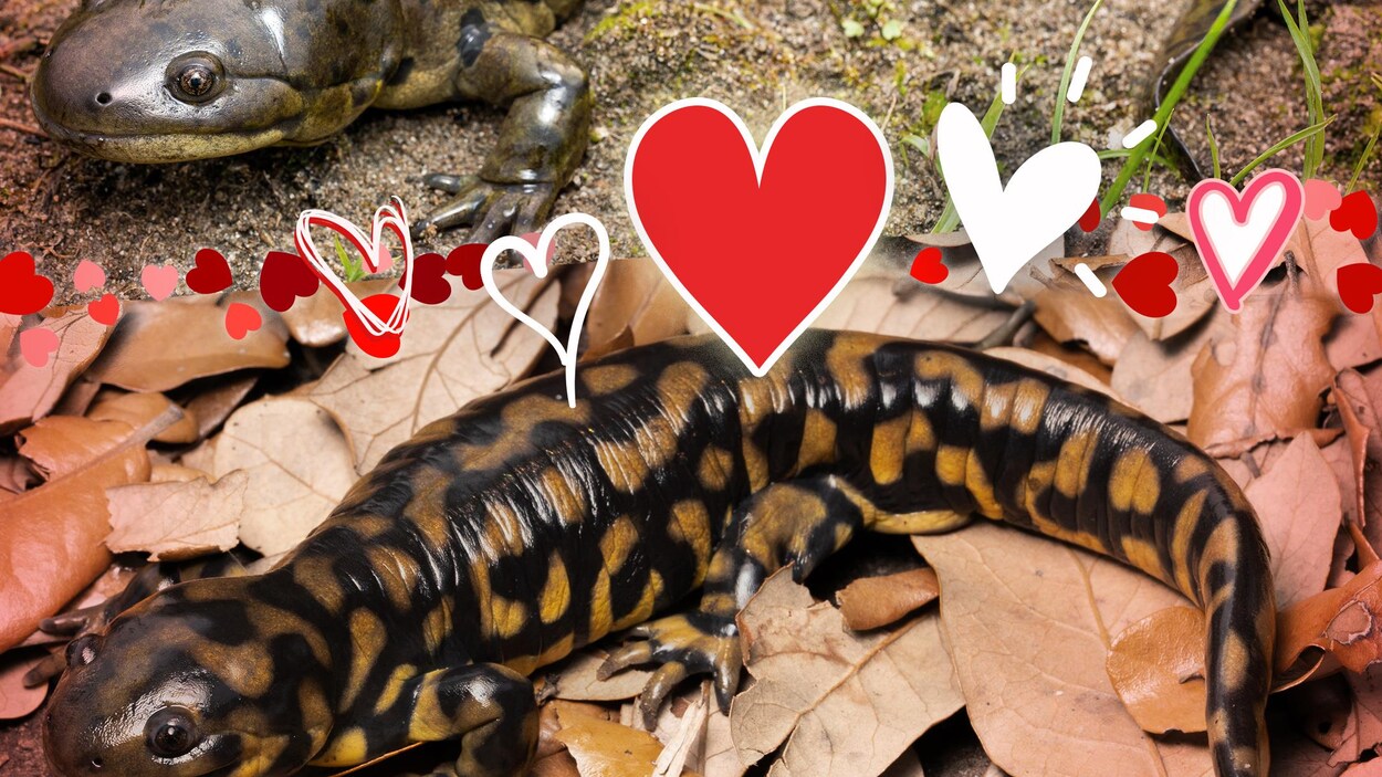 Une histoire d’amour? Le mystère des salamandres du Manitoba