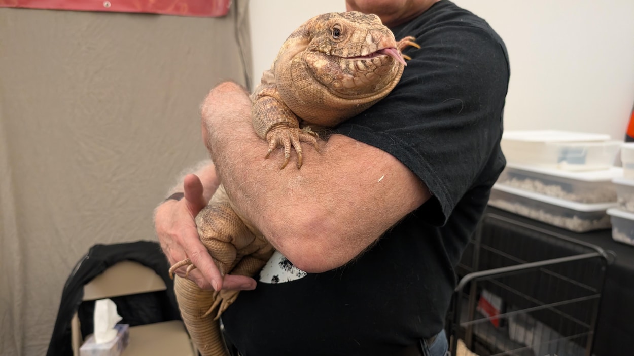 Les animaux exotiques en vedette à Jonquière