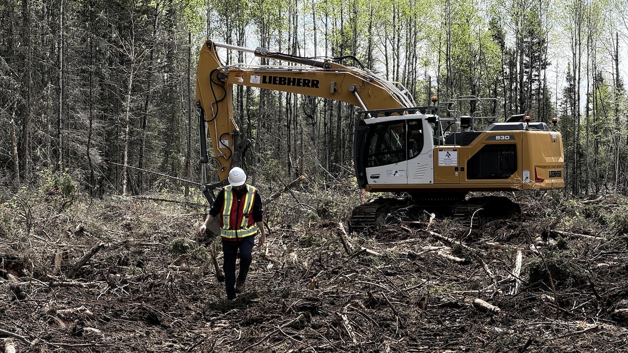 La forêt privée, un refuge pour des travailleurs forestiers