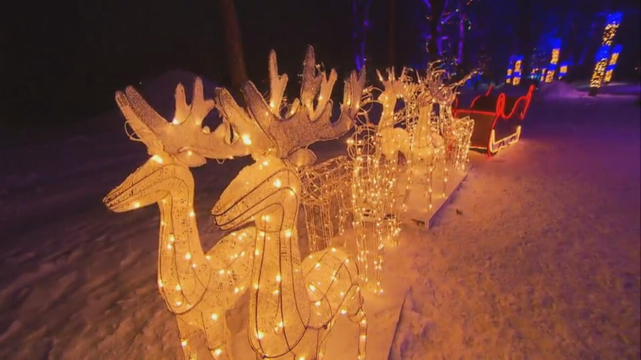 Des chevreuils illuminés dans la neige dehors