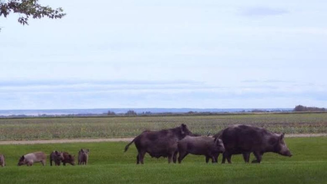 Un troupeau de sangliers sauvages avec des petits dans un champs vert.