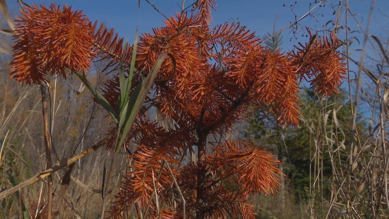 La sécheresse nuit aux sapins de Noël au Nouveau-Brunswick