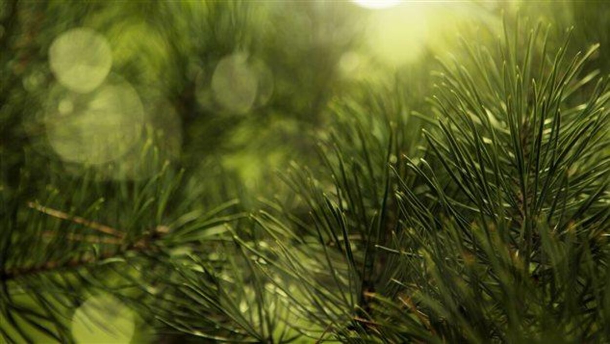 Les aiguilles d'un sapin ont été photographiées en très gros plan.