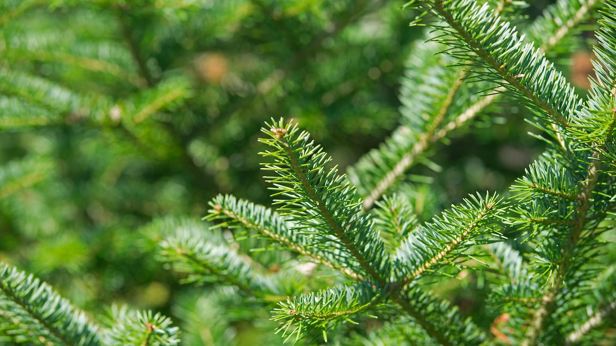 Connaissez vous bien votre sapin  ICI Radio Canada ca