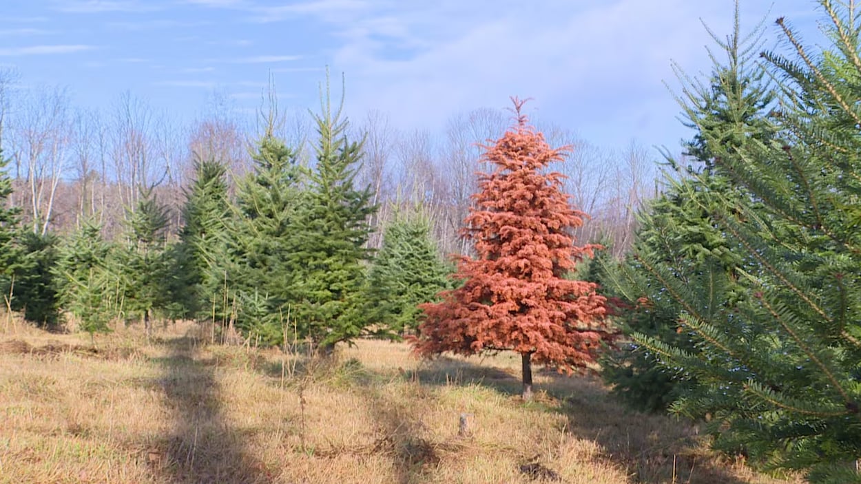 Des sapins baumiers meurent à la suite de la sécheresse de l’été 2025