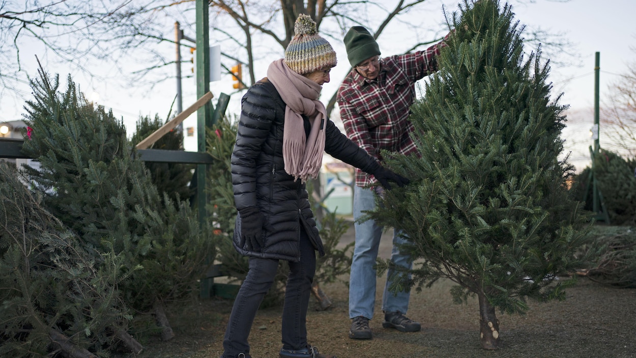 Que faire avec vos sapins après Noël?