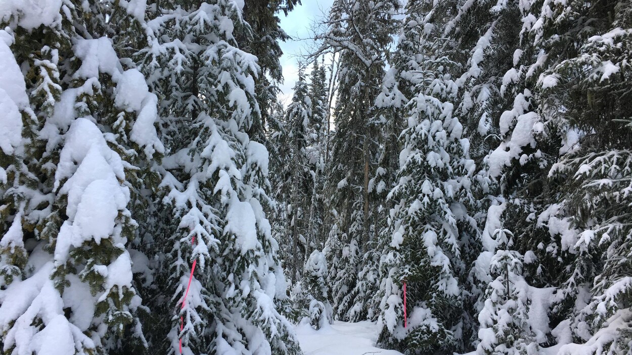 Une forêt de sapins Une forêt de sapins