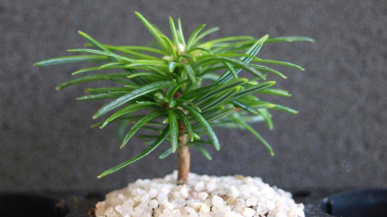 Un petit plant de sapin Un petit plant de sapin