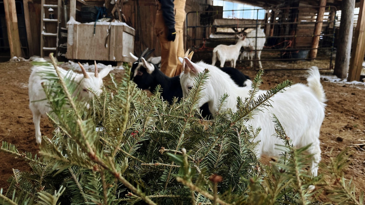 3 façons écoresponsables de recycler son sapin après Noël