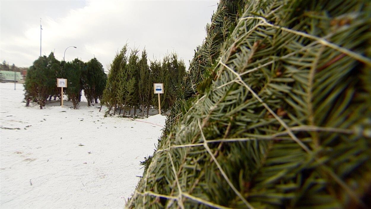 Différentes sortes de sapins emballés sur un terrain enneigé. Différentes sortes de sapins emballés sur un terrain enneigé.