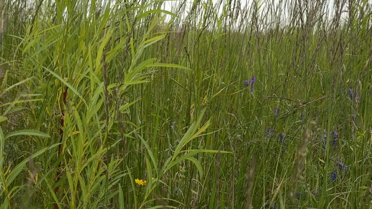 Des saules sauveurs en plein dépotoir à Sept-Îles