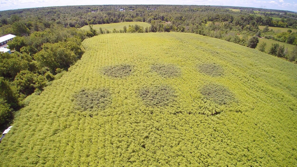 Prise de vue aérienne par drone d’un champ de saules à Saint-Roch-de-l’Achigan. Au centre de l’image, les zones irriguées par des eaux usées se démarquent du reste de la plantation par la coloration plus foncée du feuillage des saules. 