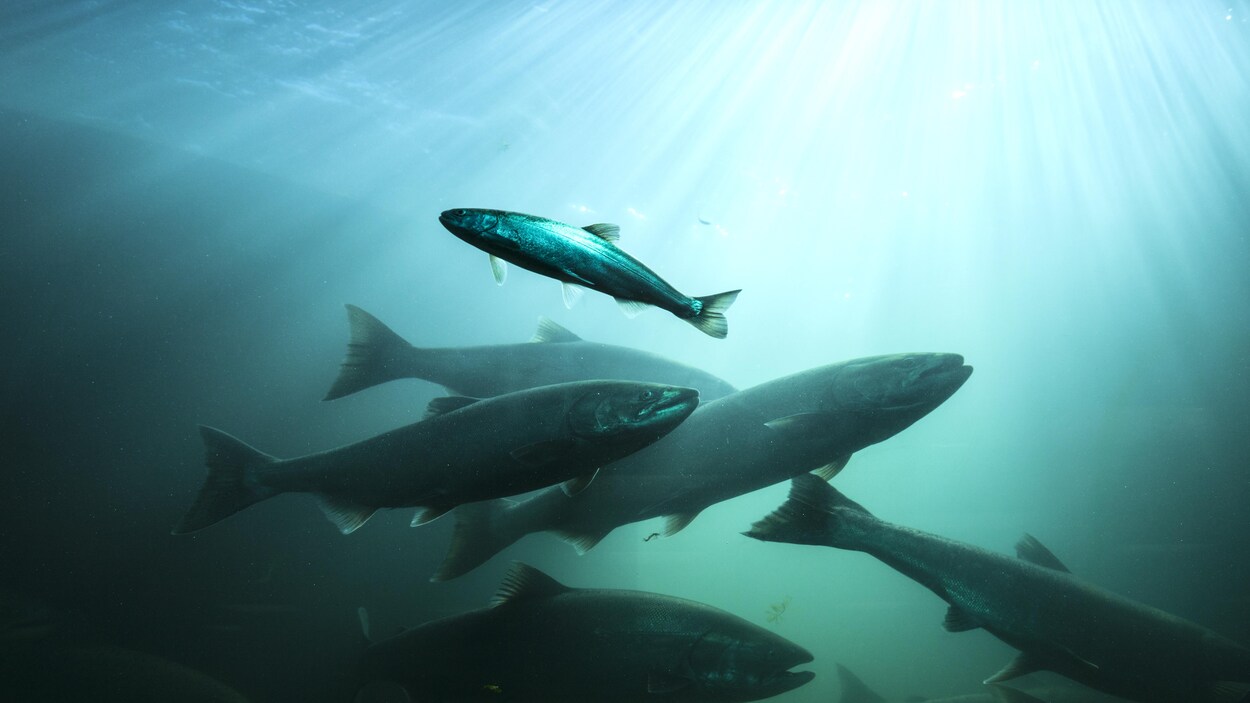 Des saumons nagent dans des eaux bleues traversées de filets de lumière. Des saumons nagent dans des eaux bleues traversées de filets de lumière.