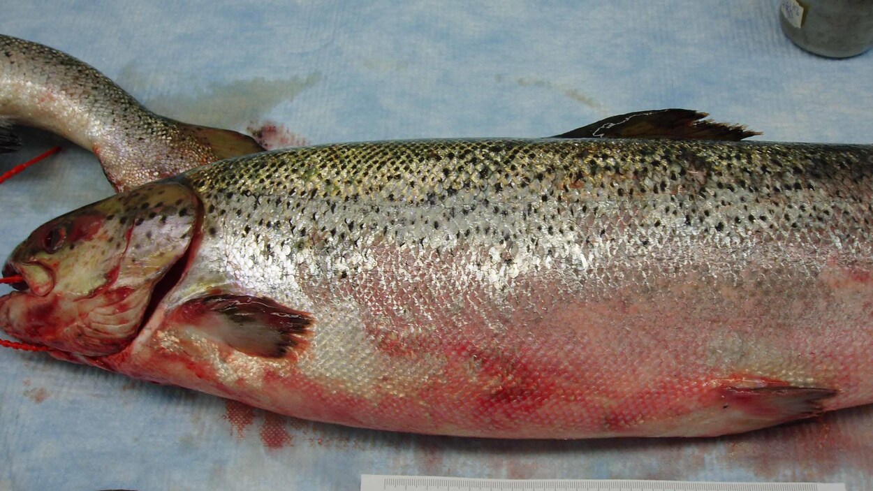 L'abdomen d’un saumon de l’Atlantique affiche des hémorragies cutanées typiques d’un poisson infecté par le virus de l’anémie infectieuse du saumon (VAIS).