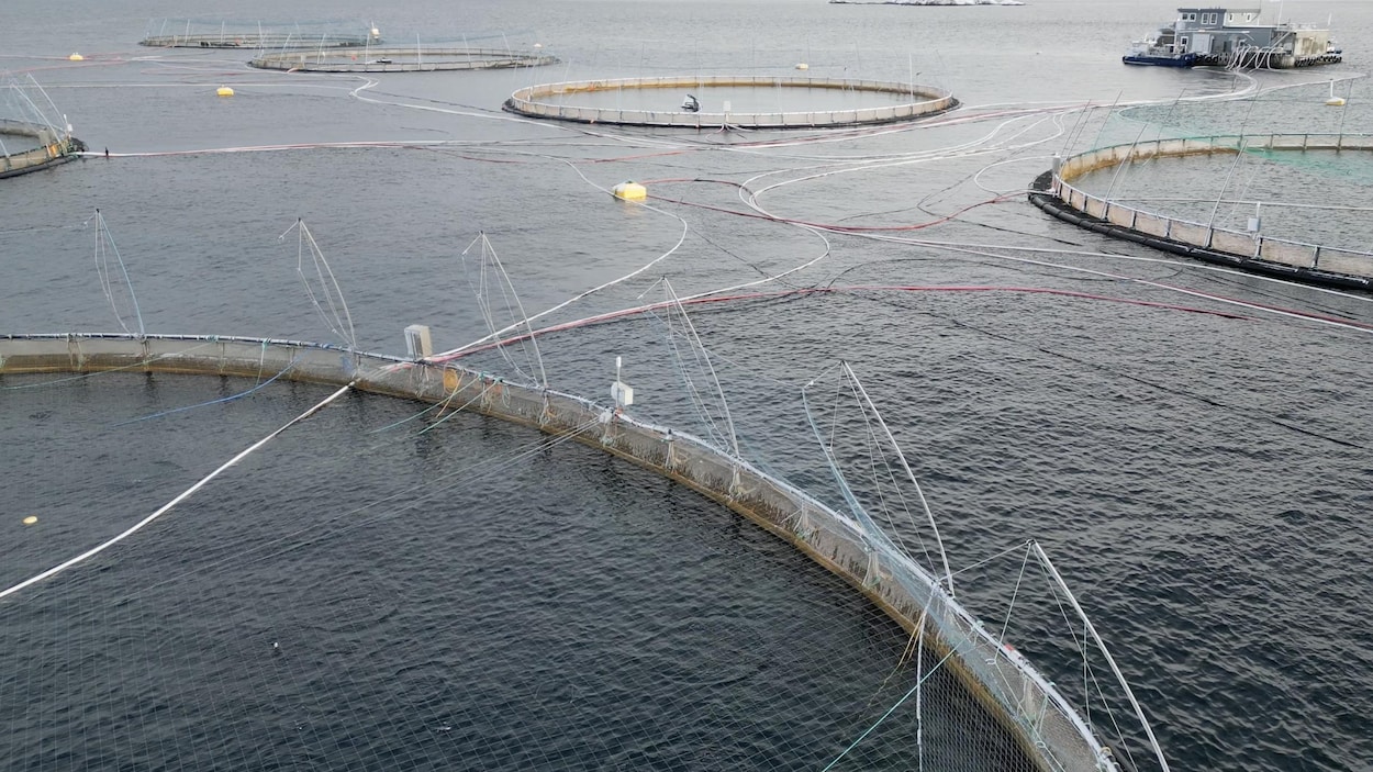 Avec 400 000 morts, 2025 a été une très mauvaise année pour l’élevage du saumon