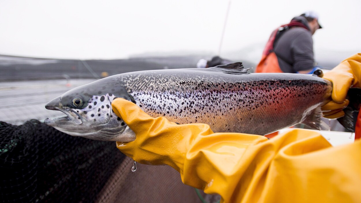 Mort du projet d’aire protégée : T.-N.-L. accusé d’avoir cédé au lobby de l’aquaculture