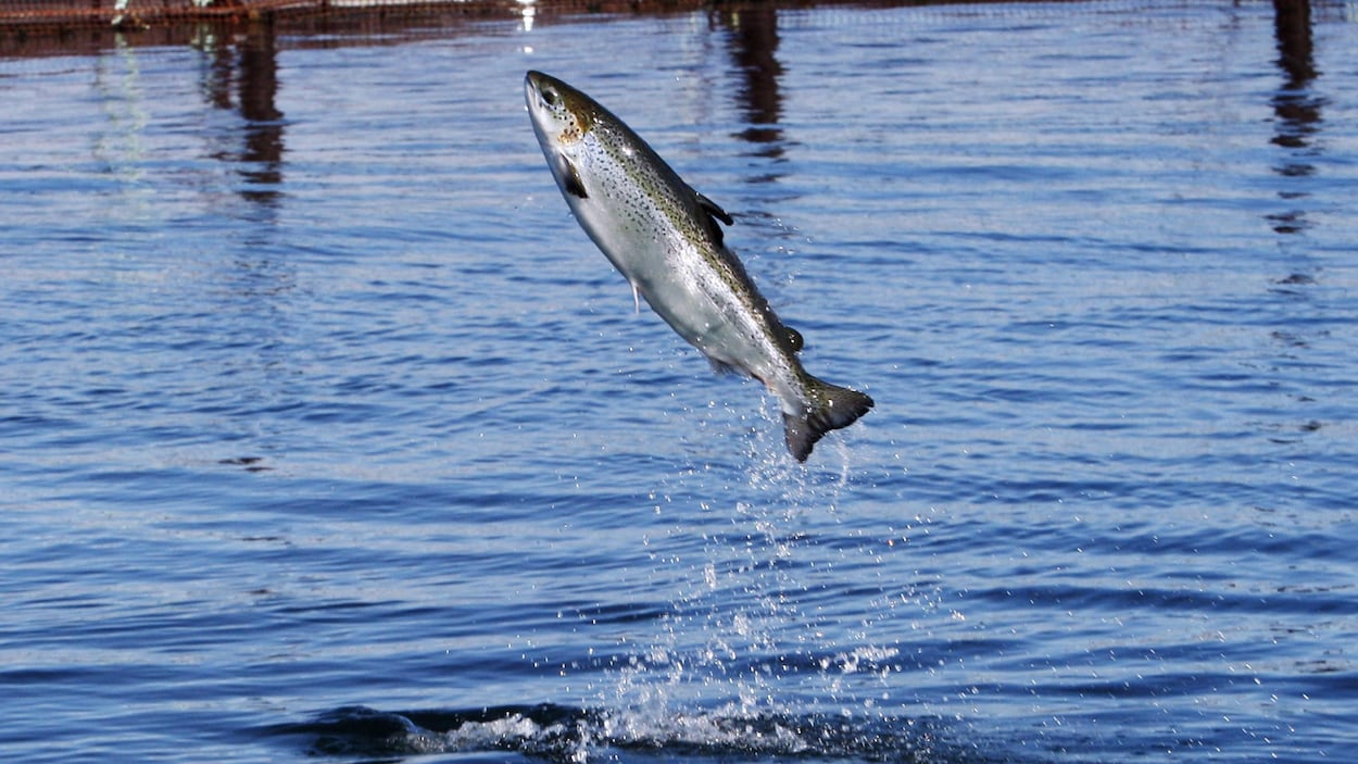 Un saumon de l'Atlantique qui saute hors de l'eau Un saumon de l'Atlantique qui saute hors de l'eau