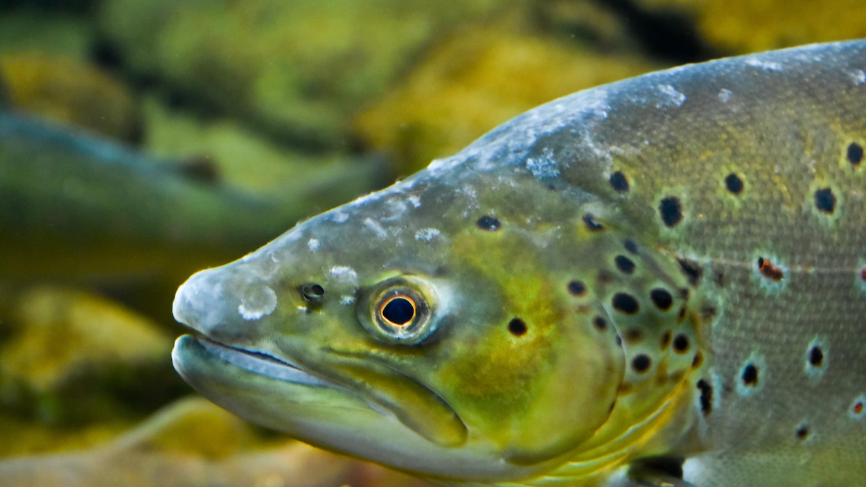 Un saumon atlantique dans un aquarium.