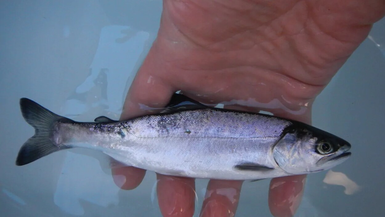 Un petit poisson dans une main.