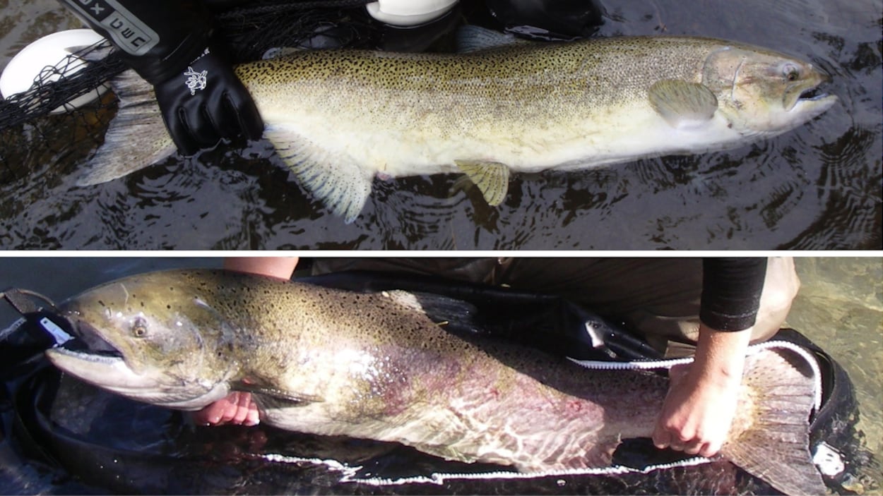 La C.-B. restreint l’utilisation de l’eau de la rivière Salmon pour sauver des poissons