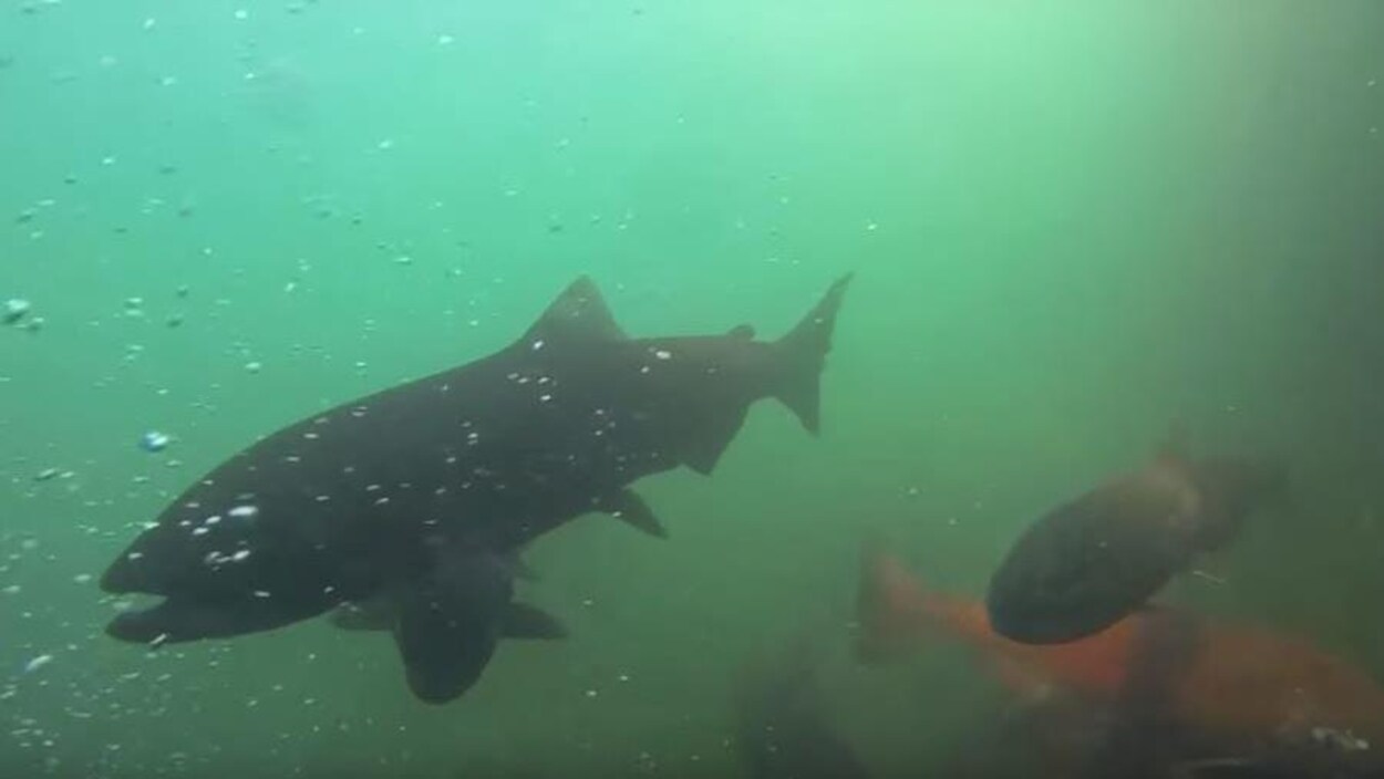 Des poissons qui nagent sous l'eau.