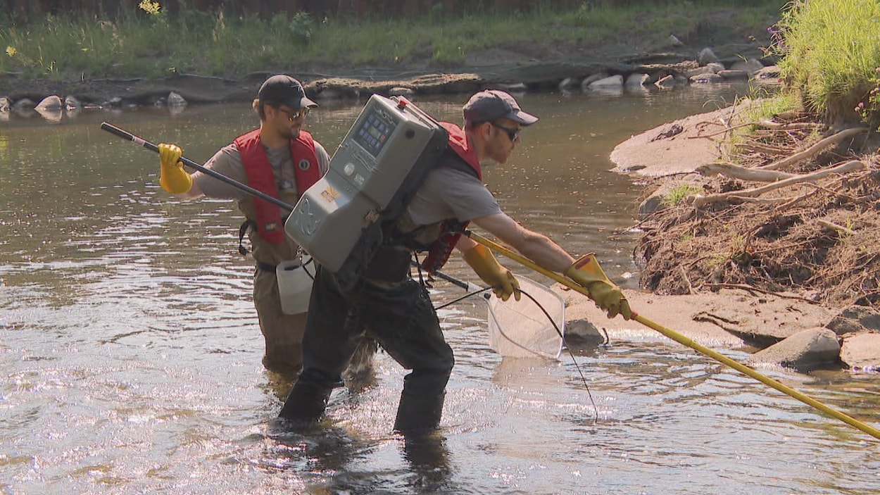 Les espèces de poissons répertoriées dans la rivière Lorette