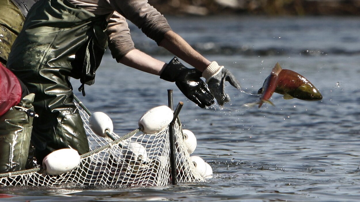 Un travailleur de Pêches et Océans Canada relance en octobre 2006 un saumon rouge dans la rivière Adams, un affluent du fleuve Fraser en Colombie-Britannique.