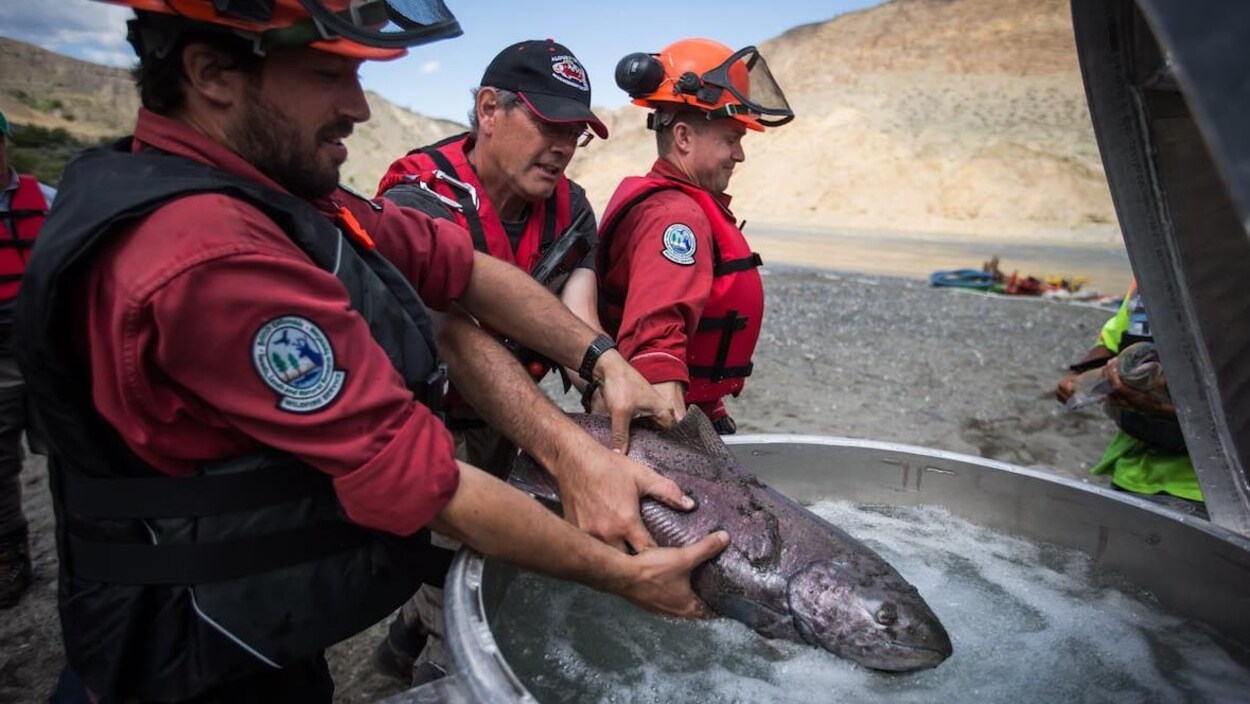 Des membres d'une équipe de sauvetage placent un saumon dans un bassin d'eau.