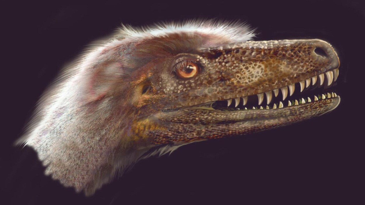 Reconstitution de l'apparence de la tête du Saurornitholestes langstoni.