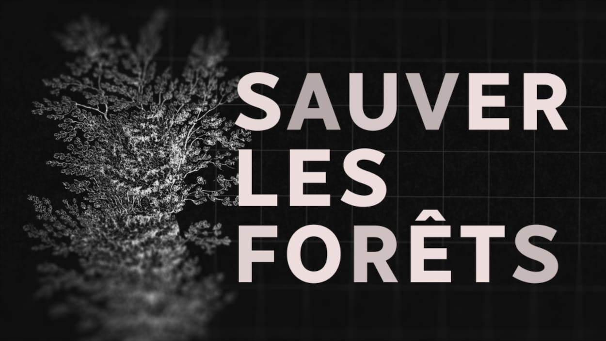 Sauver les forêts