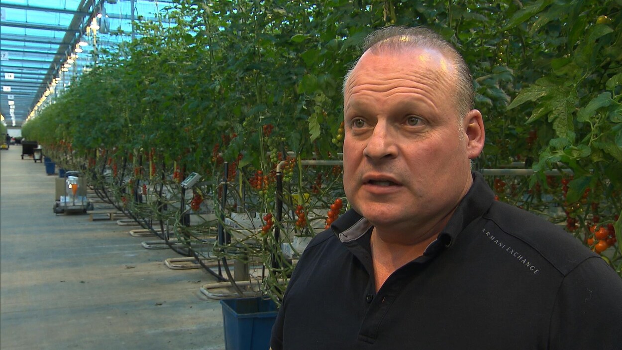 Stéphane Roy devant des rangées de plants de tomates.