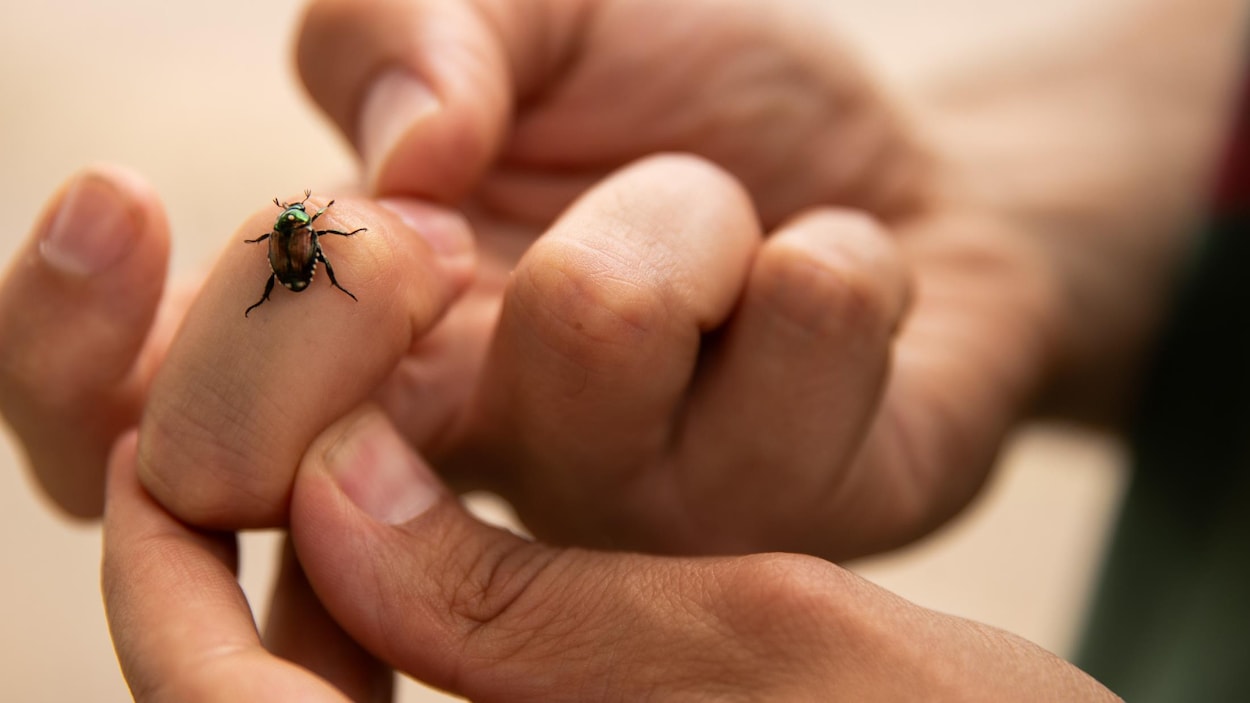 Mouche contre scarabée japonais : la lutte d’un étudiant de l’UQTR