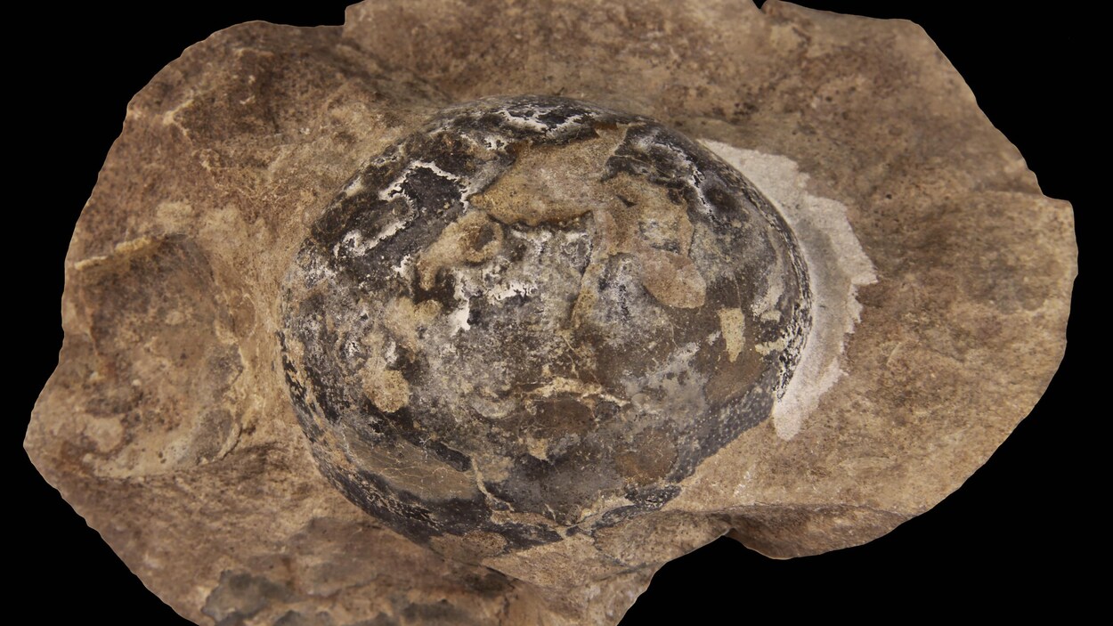 Un oeuf fossilisé de couleur foncée pris dans une roche brune.