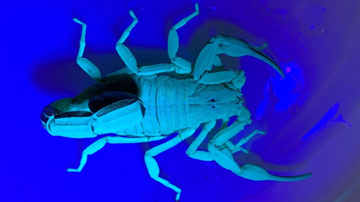 Un scorpion avec un fond bleu.