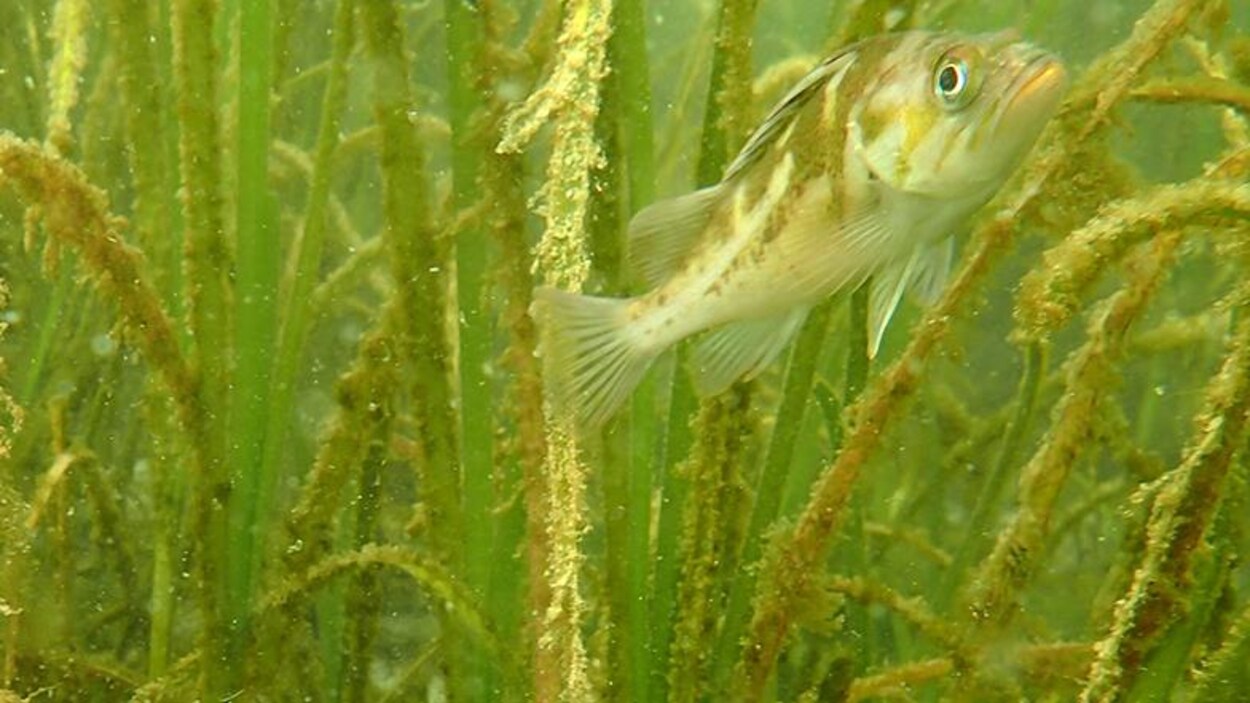 Un poisson nage au milieu d'herbes marines. Un poisson nage au milieu d'herbes marines.