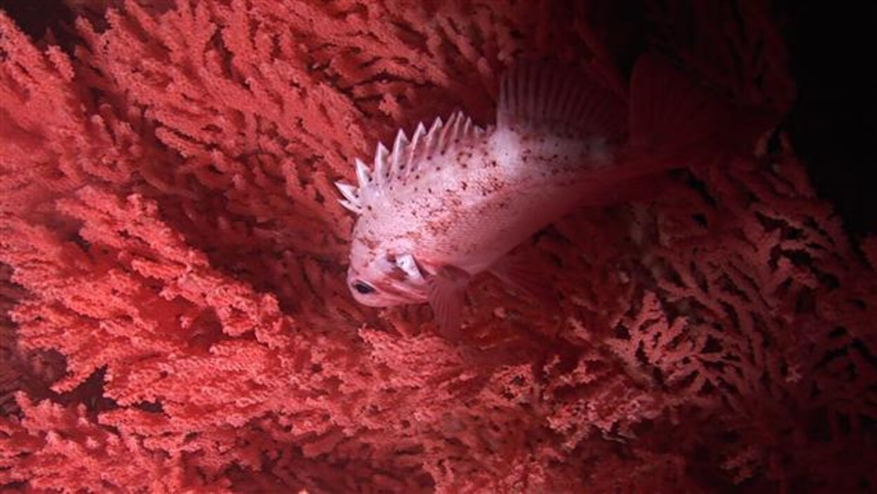 Un sébaste nage devant un corail rouge