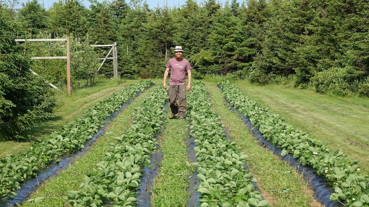 De nouveaux joueurs en agriculture aux Îles