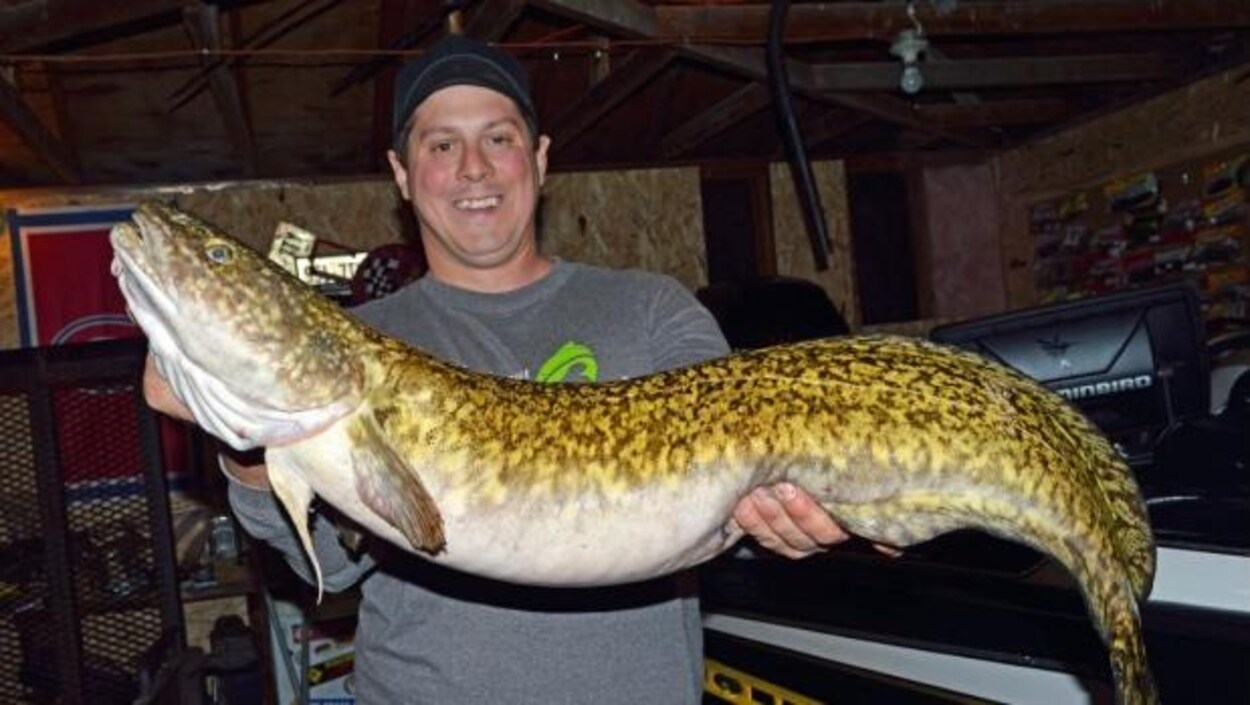 Une lotte géante pêchée dans le lac Simcoe pourrait battre un record