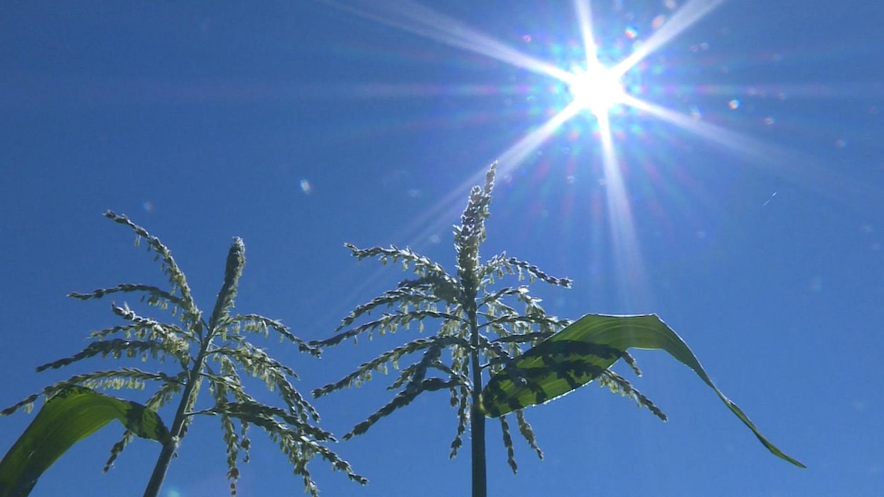 Le soleil plombe sur les plants de maïs.