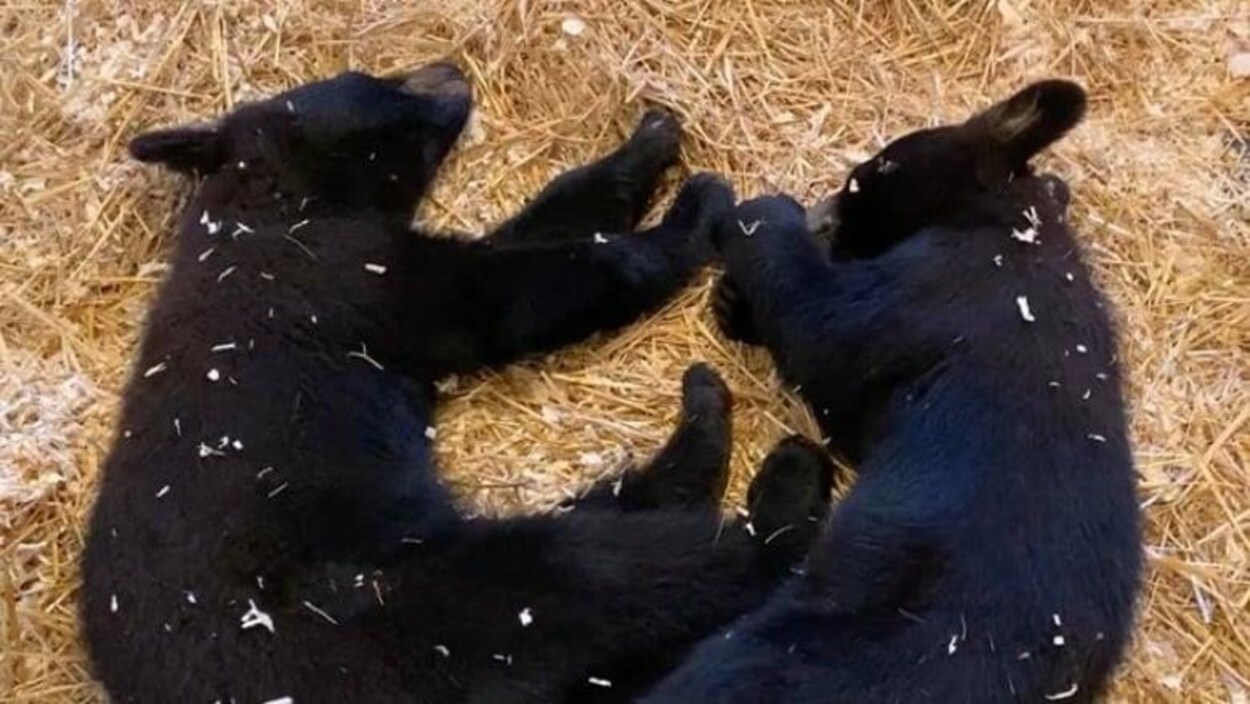 Deux oursons noirs qui dorment à l’intérieur.