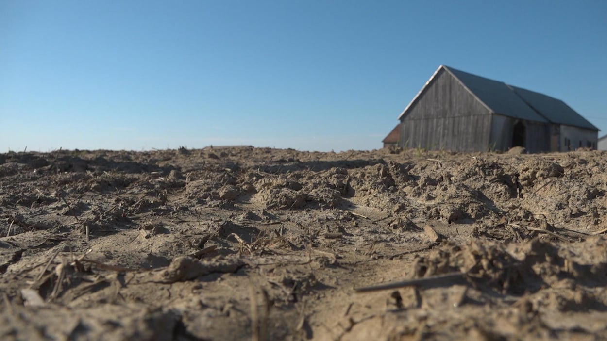 Vue de près du sol d'un champ labouré sans culture agricole, et une vieille grange en arrière-plan.