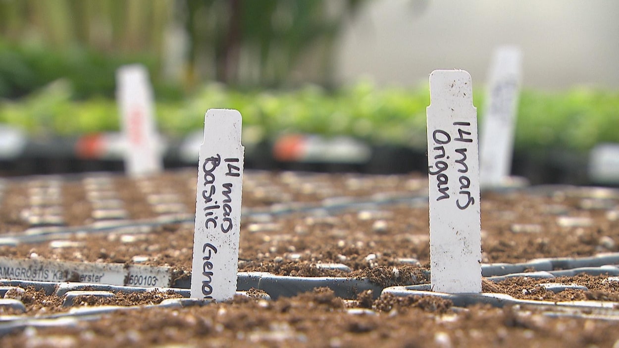 Un projet de serre nourricière pour cultiver l’appétit du savoir à l’école Sainte-Hélène