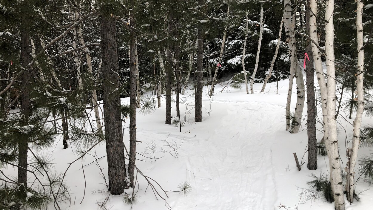 Un sentier l'hiver entourée d'une forêt mixte d'épinettes, de sapins et d'arbres feuillus.