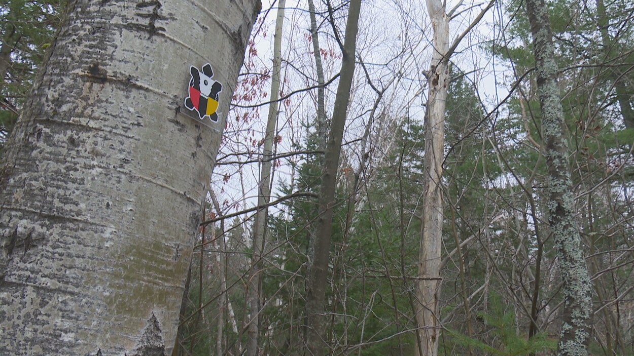 Une balise du sentier Nepisiguit est accrochée à un arbre en forêt.
